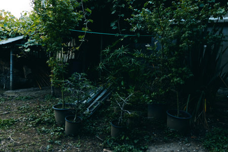 Potted plants and dense green foliage in a backyard garden beside a rustic shed, tropical outdoor vibe with shaded corner, evening light, moody atmosphere and tranquil retreat.の写真素材
