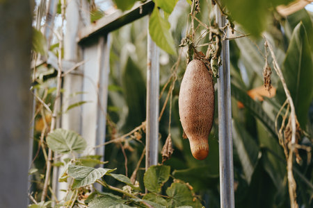 Seedpod on vine hanging from metal fence with dry brown pod and green leaves, garden plant in natural outdoor setting, closeup texture and rustic botanical detailの写真素材