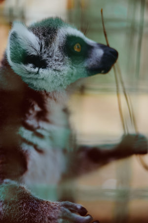 Lemur primate animal zoo portrait profile closeup wildlife, side view of a lemur in an enclosure with focused yellow eye, textured fur, curious pose and soft shallow depth of field.の写真素材
