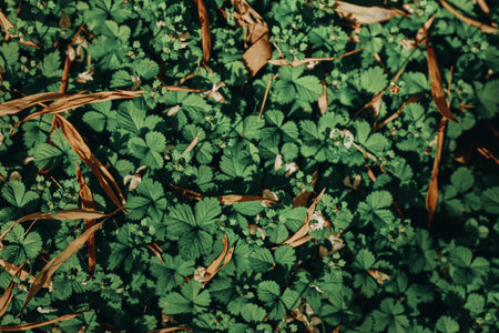 Leaves carpet on ground with dense foliage and lush greenery, small plants and dried brown stalks creating textured nature background in closeup top view for botanical study and texture.の写真素材