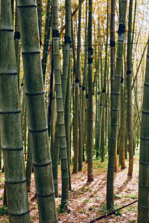 Bamboo forest grove with tall stalks and green trunks, sunlight filtering through trees in nature, peaceful scene with vertical lines, leafy floor and dappled shadows outdoorsの写真素材