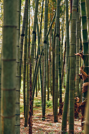 Dense bamboo forest with tall green trunks and vertical stalks in a tranquil grove, sunlit forest floor and mossy soil creating textured natural scenery and peaceful atmosphere.の写真素材