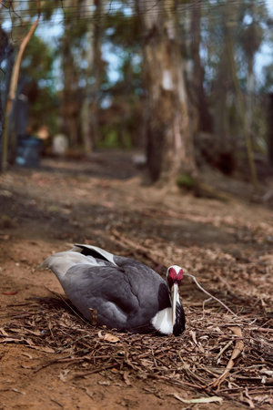duck bird resting on forest ground, nature wildlife portrait of a mottled black and white waterfowl with red facial caruncles lying on leaf litter in rural woodland under soft treesの写真素材
