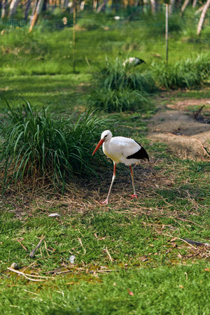 Stork bird walking on grass with long white plumage and orange beak, wading along wetland edge in a peaceful nature portrait showing legs, feathers and outdoor habitat.の写真素材