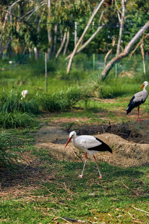 White stork foraging in grassy wetland with long beak and legs, another stork standing near trees and shallow water in a natural reserve.の写真素材