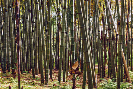 Bamboo forest grove with tall green stalks and trunks forming a dense thicket, sunlight filtering through canopy and leaves, moss and ferns on the forest floor in a serene natural sceneの写真素材