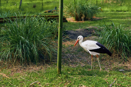 Stork bird white with long beak and legs standing in green grass near wetland vegetation, profile view of a wading bird in park habitat with bamboo pole and marsh plants aroundの写真素材