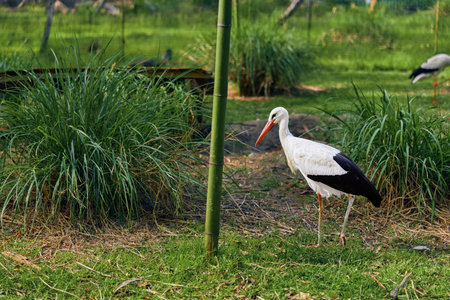 stork bird white beak grass nature wildlife marsh. Adult stork standing and foraging on green grass near bamboo and reeds in a serene wetland habitat with long legs and black wing feathers.の写真素材