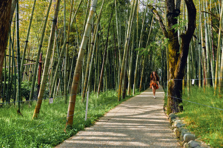 Bamboo path forest with woman walking along a shaded trail, nature walkway through tall trees and green grove, peaceful outdoor scene with sunlight and dappled shadowsの写真素材