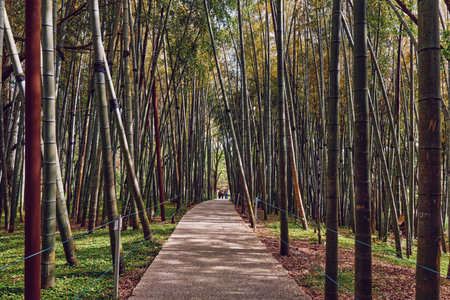 Bamboo path in a dense forest walkway, gravel trail through tall bamboo grove with filtered sunlight and distant people walking, peaceful nature scene in a shaded park corridorの写真素材