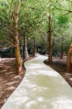 Path winding between trees in a shaded forest walkway, a gravel trail through serene nature park with dappled sunlight and peaceful atmosphere for walking, hiking and outdoor relaxation.の写真素材