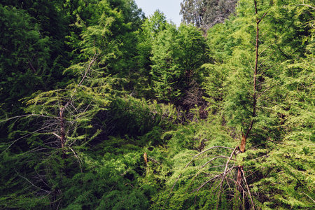 Forest trees foliage green canopy nature show dense summer woodland with sunlit birch trunks and layered leaves, tranquil outdoor scenery ideal for ecology, hiking and landscape useの写真素材