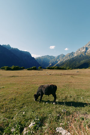 Cow grazing in a sunlit meadow with wide alpine valley and rugged mountains in background. Black cattle feeding on grass, open pasture landscape under clear blue sky.の写真素材