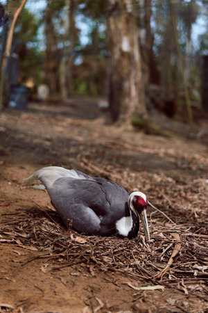 Bird crane on forest ground, wildlife scene with grey plumage and red facial patch, beak probing leaf litter and soil among trunks and dry twigs in woodland habitat.の写真素材