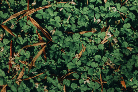 Strawberry leaves groundcover with wild green foliage and small white flowers, scattered dry brown leaves and natural texture ideal for nature background and botanical use.の写真素材