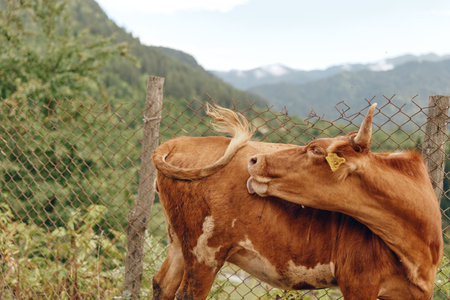 Two cows in a rural pasture share a gentle moment as they lean toward each other near a wooden fence, with rolling hills and distant mountains behind.の写真素材