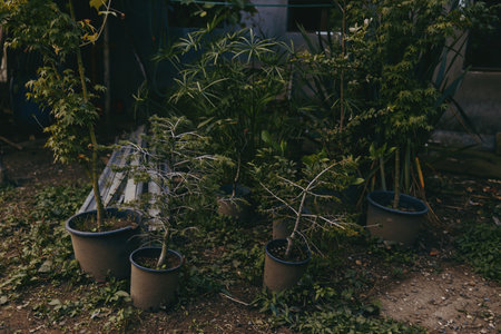 potted plants, small trees, garden, pots, bench, backyard scene with weathered wooden bench and clay containers, overgrown foliage and soil, peaceful rustic outdoor space for plant care and relaxationの写真素材