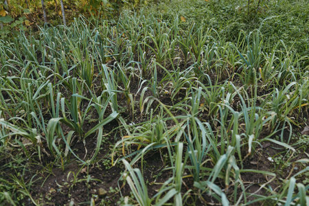 Garlic plants in a home vegetable garden with fresh green shoots in dark soil, spring seedlings in...