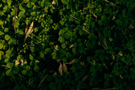 Groundcover green leaves bathed in sunlight on forest floor, dense foliage and nature shadow patterns with fallen dry leaves and dappled sunbeams creating textured plant background.の写真素材