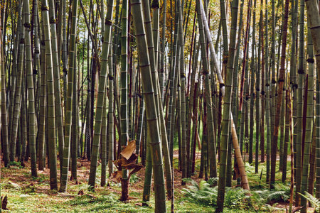 Bamboo forest grove with tall trunks and vertical green plants and nature, dense undergrowth and mossy floor with filtered sunlight creating a serene tranquil woodland scene.の写真素材