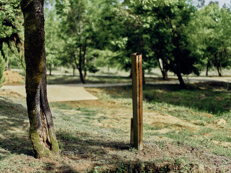 Tree, post, grass, park, path, trunk: rustic wooden post beside a mossy tree trunk on sunlit grass in a quiet park, paved walking path and scattered trees create a peaceful natural landscape.の写真素材