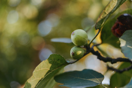 Fig fruit and green figs on fig tree leaves and branch closeup with sunlight and bokeh, unripe...
