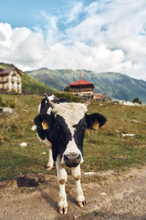 Cow in a rural meadow on a farm stands close and curious, with distant barn structures, hills and a bright sky creating a peaceful countryside sceneの写真素材