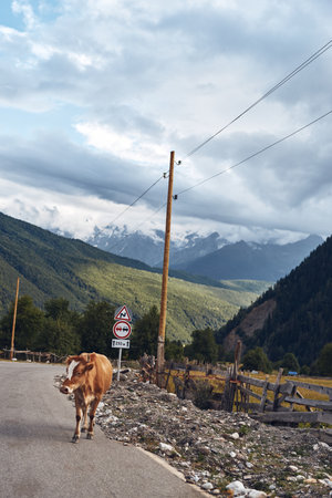 Cow walking along a rural road in a mountain valley with a wooden fence, dramatic clouds above, and...