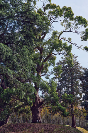 Tree trunk and lush foliage form a broad canopy in a peaceful park scene, tall mature tree with...