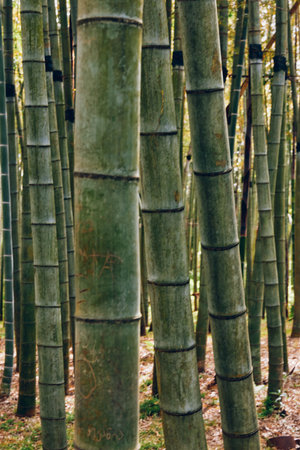 Bamboo forest trunks in green grove, closeup stalks and vertical stems create textured pattern of...