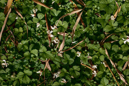 wild strawberry leaves foliage groundcover flowers nature green closeup of dense low-growing carpet...