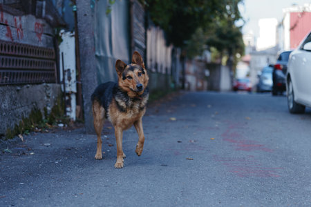 Dog walking on urban street and alley, stray medium dog on pavement near parked cars and buildings, portrait full body with shallow depth of field and soft city backgroundの写真素材