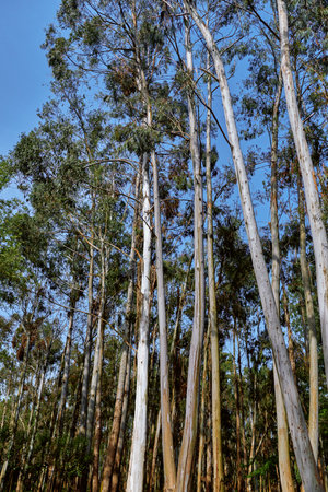 Trees forest eucalyptus trunks canopy sky in a vertical view of tall gum trees with pale peeling bark and leafy crowns against a clear blue sky in serene woodland.の写真素材
