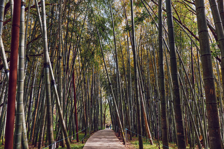 Bamboo forest path with wooden walkway and tall trees creating a green tunnel, nature trail perspective with distant people walking, serene outdoor scene and vertical trunks.の写真素材