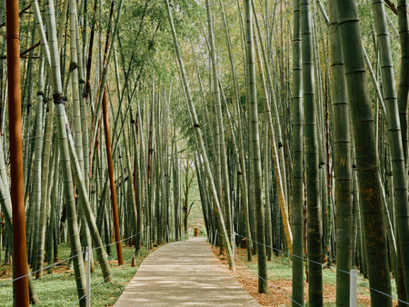 Bamboo path through a dense bamboo forest walkway, green trees forming a shaded trail and grove, serene nature scene with straight trunks and a quiet pedestrian pathway.の写真素材