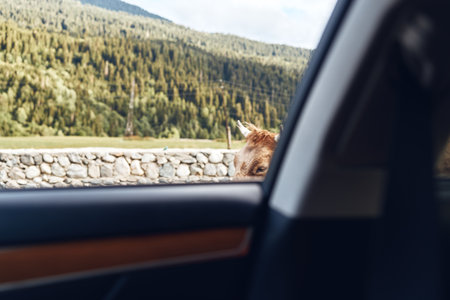 Animal peers through a car window as a scenic landscape glides by, capturing travel energy and tranquil outdoor vibes.の写真素材