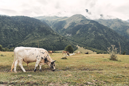 Cow grazing in mountain pasture, meadow landscape with distant herd and clouds