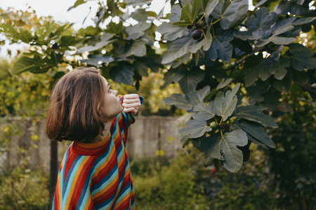 Girl child picks ripe fig from tree in backyard, wearing colorful striped sweater, looking up at...