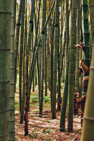 bamboo forest grove of tall green trunks and vertical stems, a peaceful nature scene with dappled sunlight, mossy floor and leafy undergrowth creating a serene woodland atmosphere.の写真素材