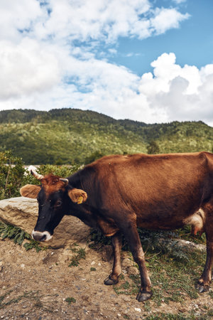 cow rural landscape pasture mountain sky grazing animal near dirt path with green hills and cloudsの写真素材