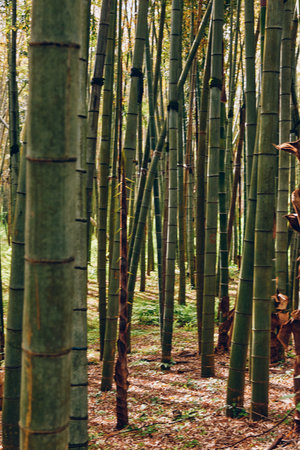 Bamboo forest grove with tall green trunks and slender stalks in natural woodland. Vertical bamboo trunks create a dense peaceful nature scene with leaf litter and filtered light.の写真素材