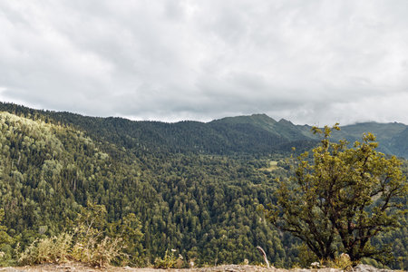 Mountain forest landscape with dense trees and rolling hills under moody clouds nature scenery...