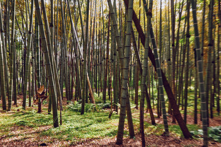 bamboo forest grove trunks nature sunlight create a serene woodland scene with tall green trees and...