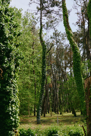 Trees in a dense forest with trunks wrapped in climbing ivy and lush greenery, vertical woodland...