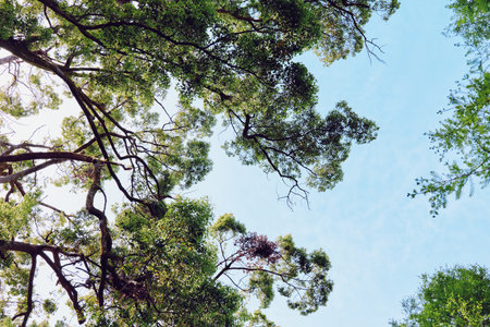 Trees canopy with green leaves and sunlight filtering through branches against clear blue sky,...