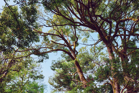 Trees canopy with sunlight filtering through leaves and branches in a green forest under blue sky,...