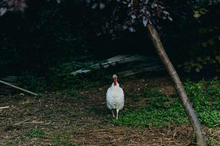 Adult white turkey walking toward camera in shaded backyard, curious posture, grassy farmyard scene...