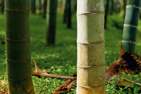 bamboo trunks forest moss closeup green nature, close-up view of bamboo stems rising from a mossy forest floor, textured culms and leaf litter in a tranquil woodland scene.の写真素材