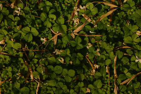 Groundcover leaves green foliage plants and grass with small flowers in natural outdoor setting, closeup texture and detail of vegetation carpet, low light botanical pattern and growthの写真素材