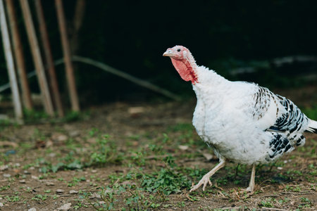 Turkey, domestic turkey, walking, farm, white turkey, poultry, bird, livestock, foraging - Adult white domestic turkey with red wattle walking and foraging on grass and dirt in a rustic farmyard,の写真素材